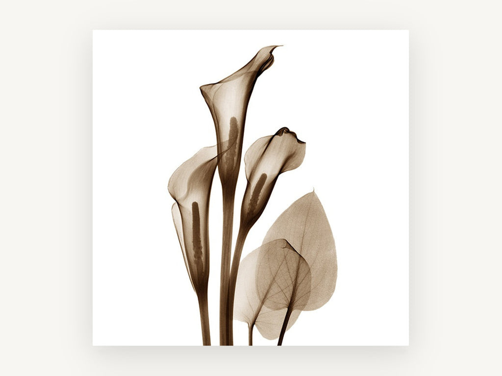 Sepia Calla Trio, floral canvas wall art print, front view