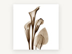 Sepia Calla Trio, floral canvas wall art print, front view