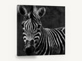 Dusk Zebra Stare, black and white zebra portrait, animal canvas wall art print ready to hang