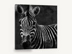 Dusk Zebra Stare, black and white zebra portrait, animal canvas wall art print ready to hang