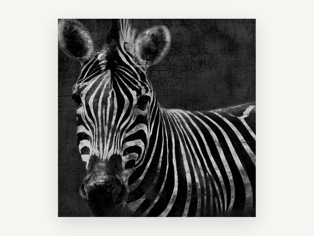 Dusk Zebra Stare, black and white zebra portrait, animal canvas wall art print, front view