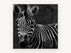 Dusk Zebra Stare, black and white zebra portrait, animal canvas wall art print, front view