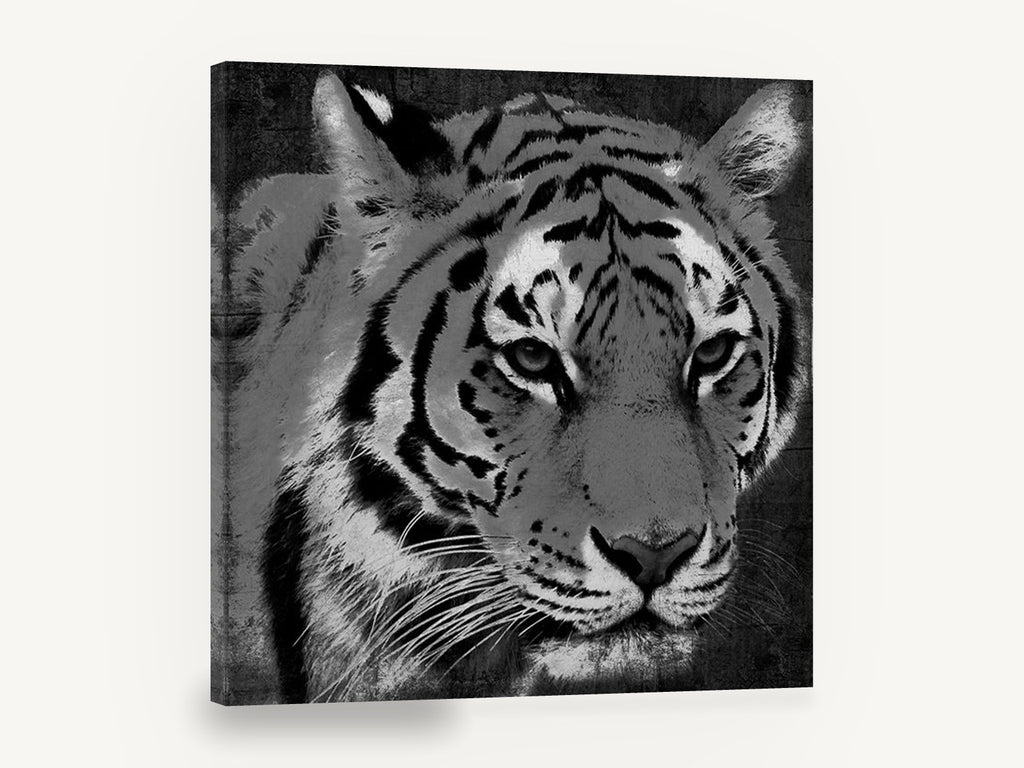 Grey Tiger Gaze, black and white tiger portrait, animal canvas wall art print ready to hang