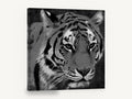 Grey Tiger Gaze, black and white tiger portrait, animal canvas wall art print ready to hang