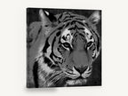 Grey Tiger Gaze, black and white tiger portrait, animal canvas wall art print ready to hang