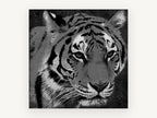 Grey Tiger Gaze, black and white tiger portrait, animal canvas wall art print, front view