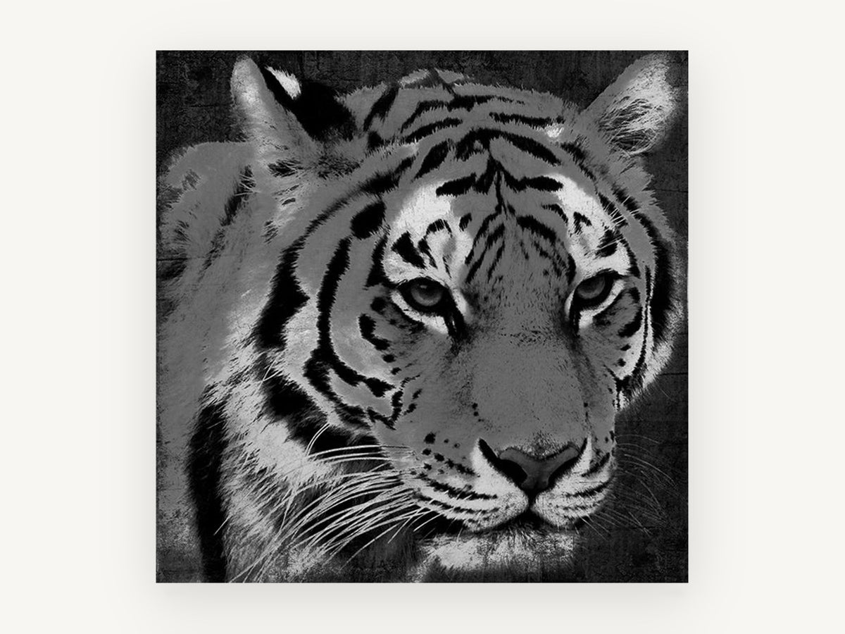 Grey Tiger Gaze, black and white tiger portrait, animal canvas wall art print, front view