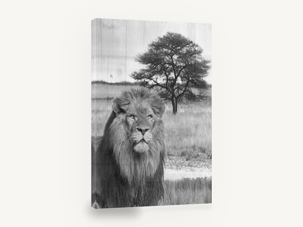 Lion Beneath the Acacia, black and white lion photograph, animal canvas wall art print ready to hang
