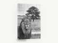 Lion Beneath the Acacia, black and white lion photograph, animal canvas wall art print ready to hang