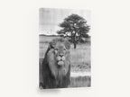 Lion Beneath the Acacia, black and white lion photograph, animal canvas wall art print ready to hang