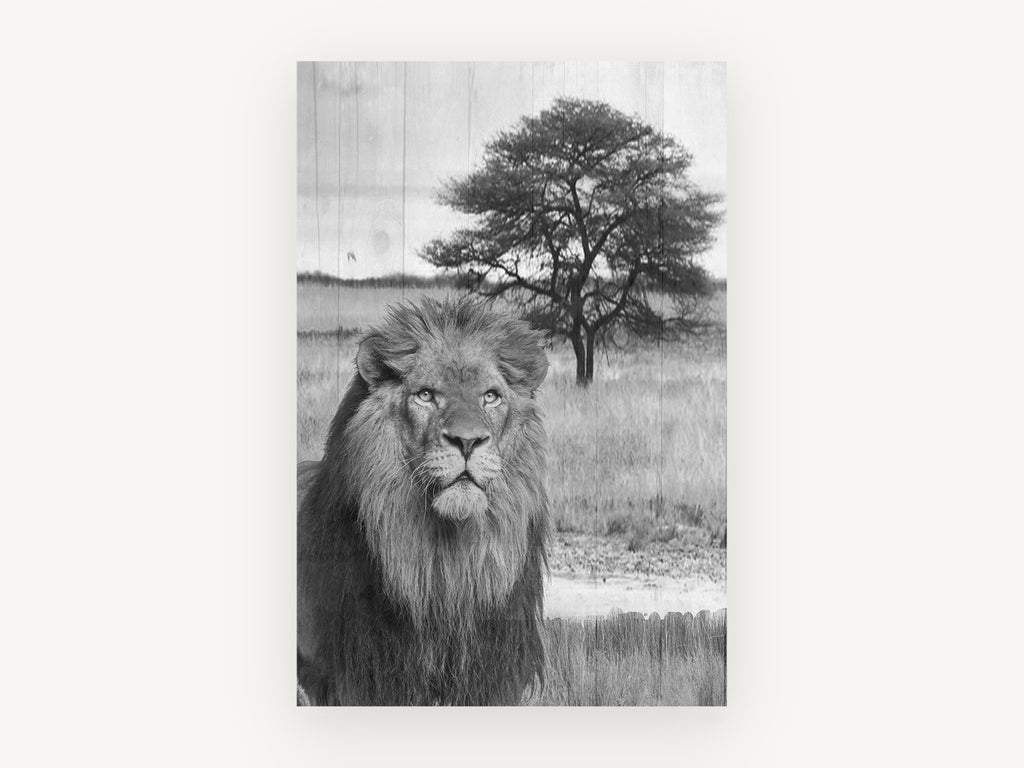 Lion Beneath the Acacia, black and white lion photograph, animal canvas wall art print, front view
