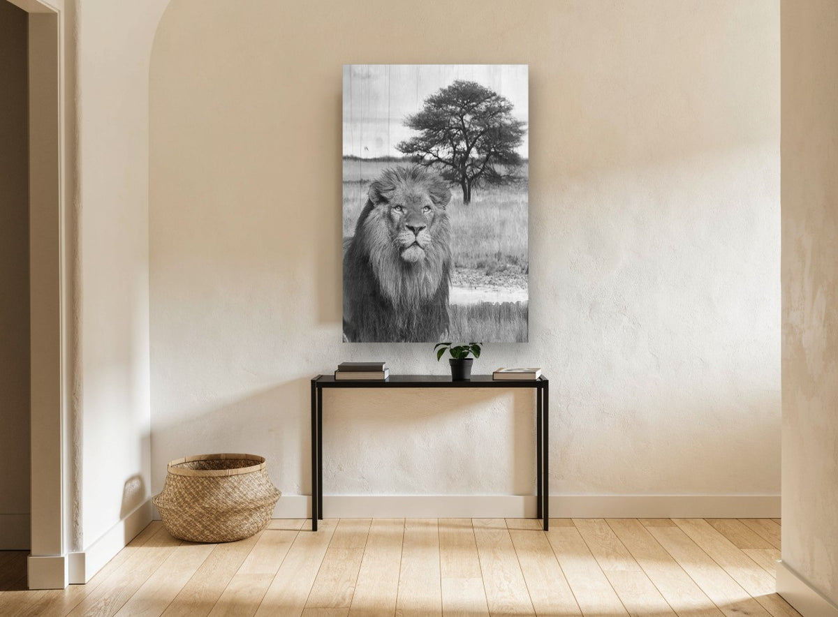 Lion Beneath the Acacia animal canvas print on the wall of a hallway