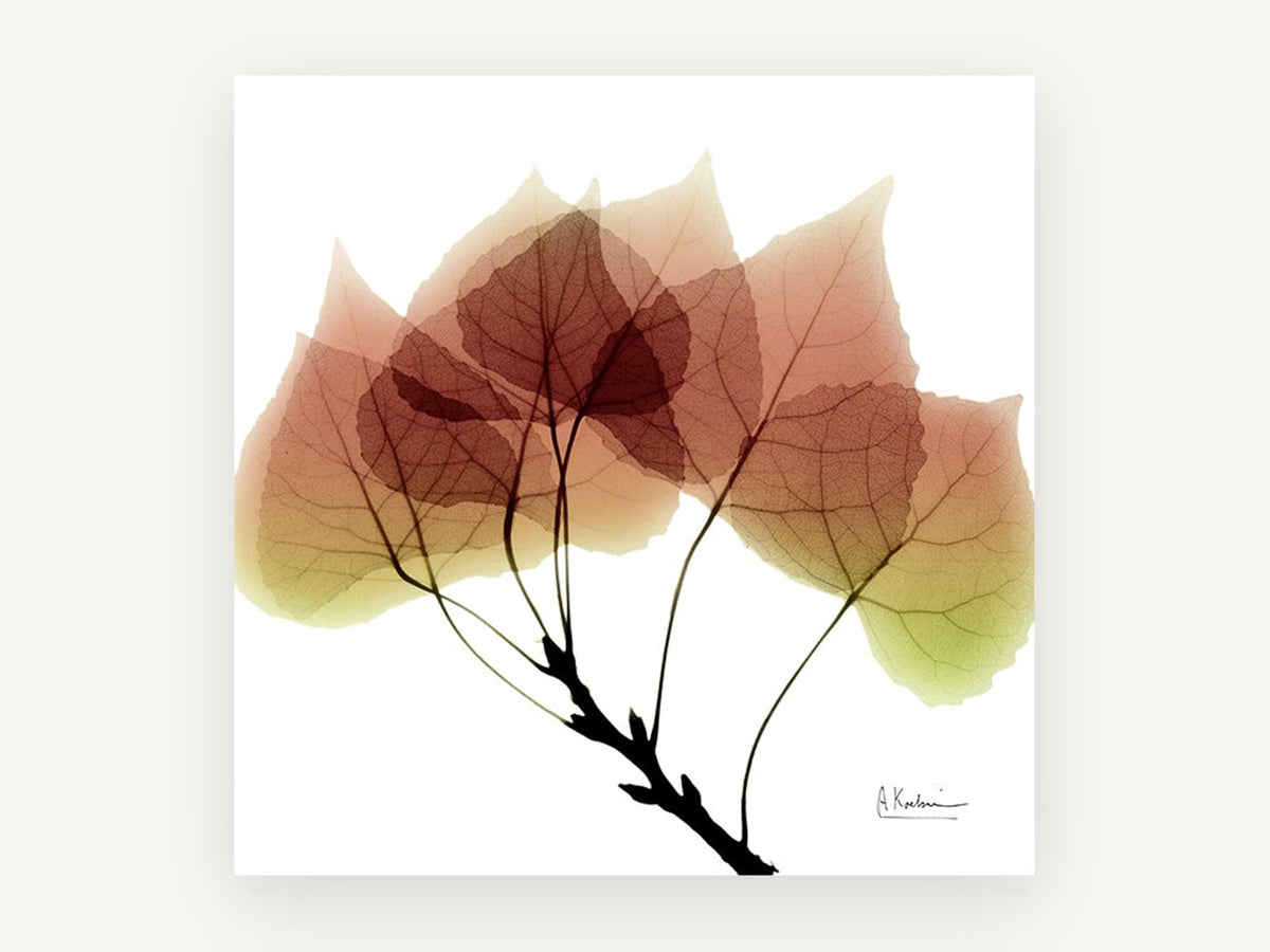 Translucent Aspen Branch, floral canvas wall art print, front view