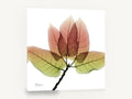 Translucent Autumn Leaves, red and green leaf botanical photograph, floral canvas wall art print ready to hang