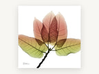 Translucent Autumn Leaves, floral canvas wall art print, front view