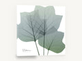 Translucent Tulip Leaves, green tulip leaf x-ray botanical, floral canvas wall art print ready to hang