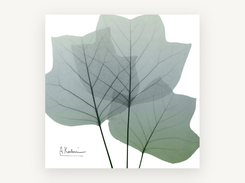 Translucent Tulip Leaves, floral canvas wall art print, front view