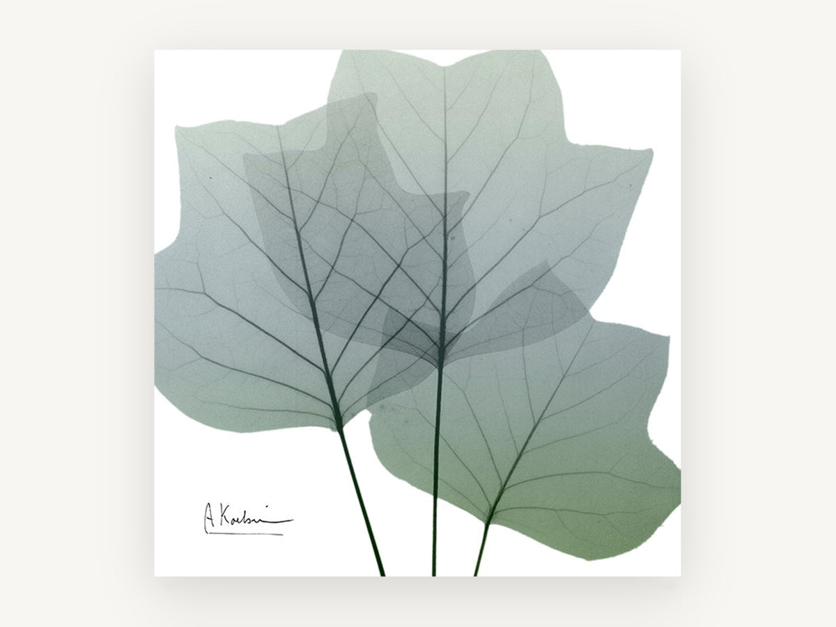 Translucent Tulip Leaves, floral canvas wall art print, front view