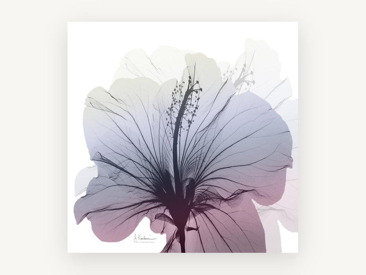 Hibiscus in Dusk Light, floral canvas wall art print, front view
