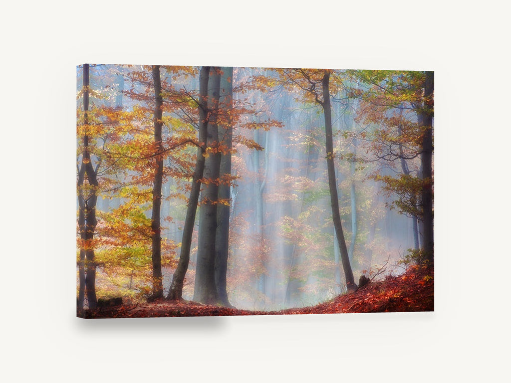 Amber Beech Haze, autumn beech forest mist photograph, landscape canvas wall art print ready to hang