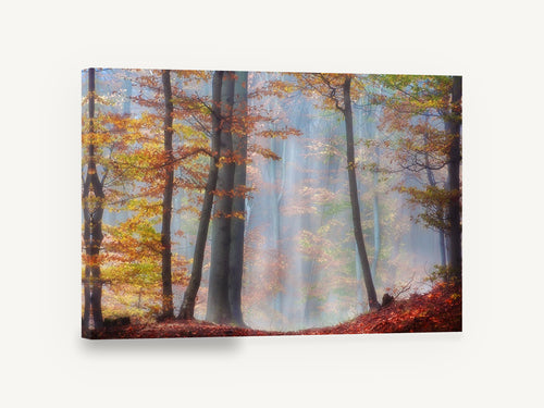 Amber Beech Haze, autumn beech forest mist photograph, landscape canvas wall art print ready to hang