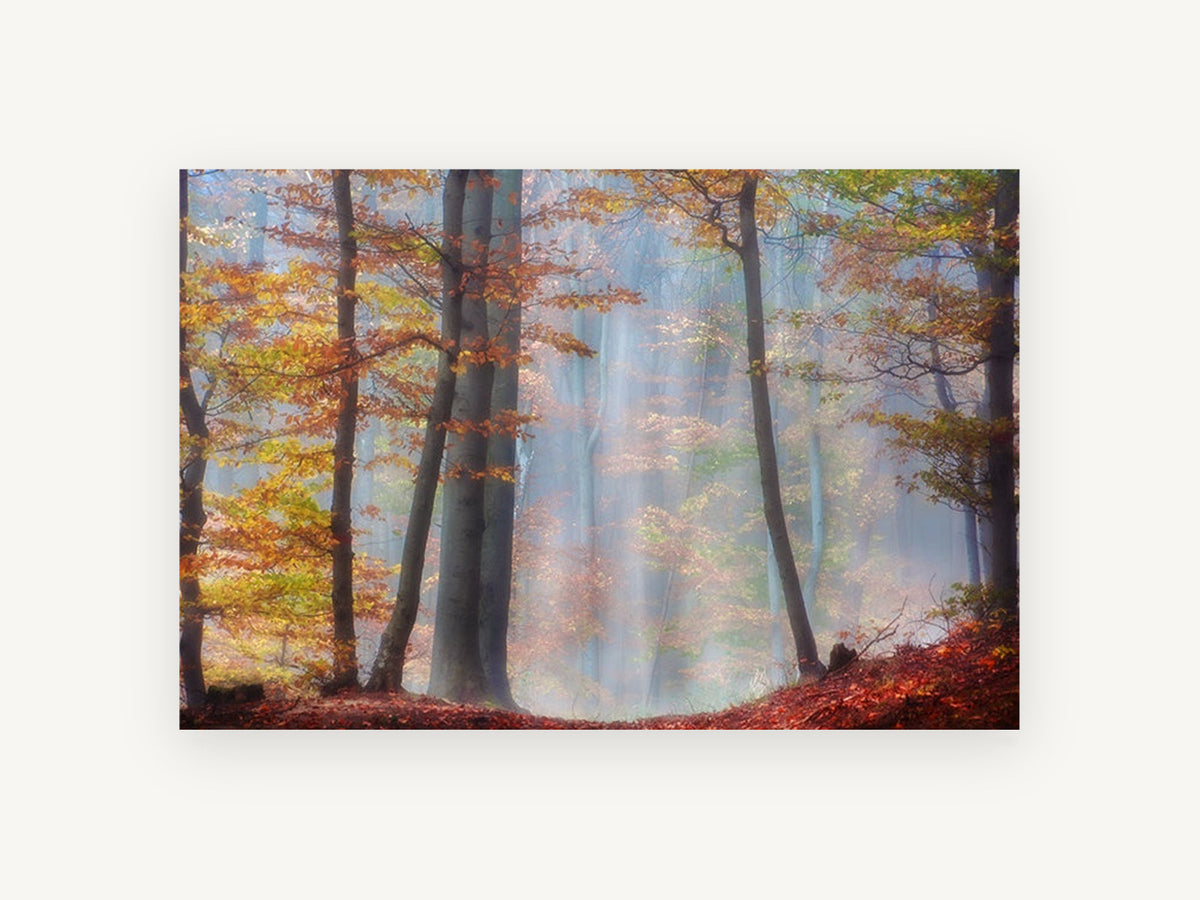 Amber Beech Haze, autumn beech forest mist photograph, landscape canvas wall art print, front view