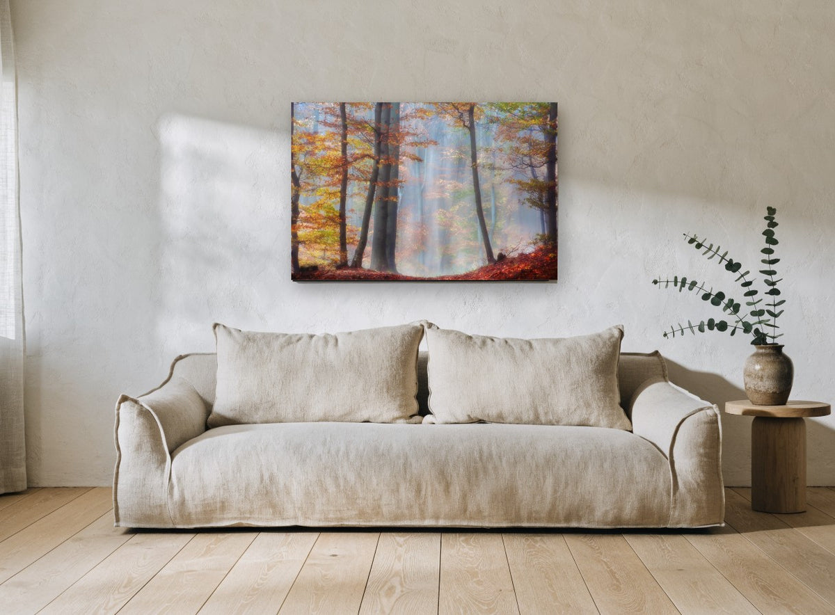 Amber Beech Haze landscape canvas print on the wall of a living room