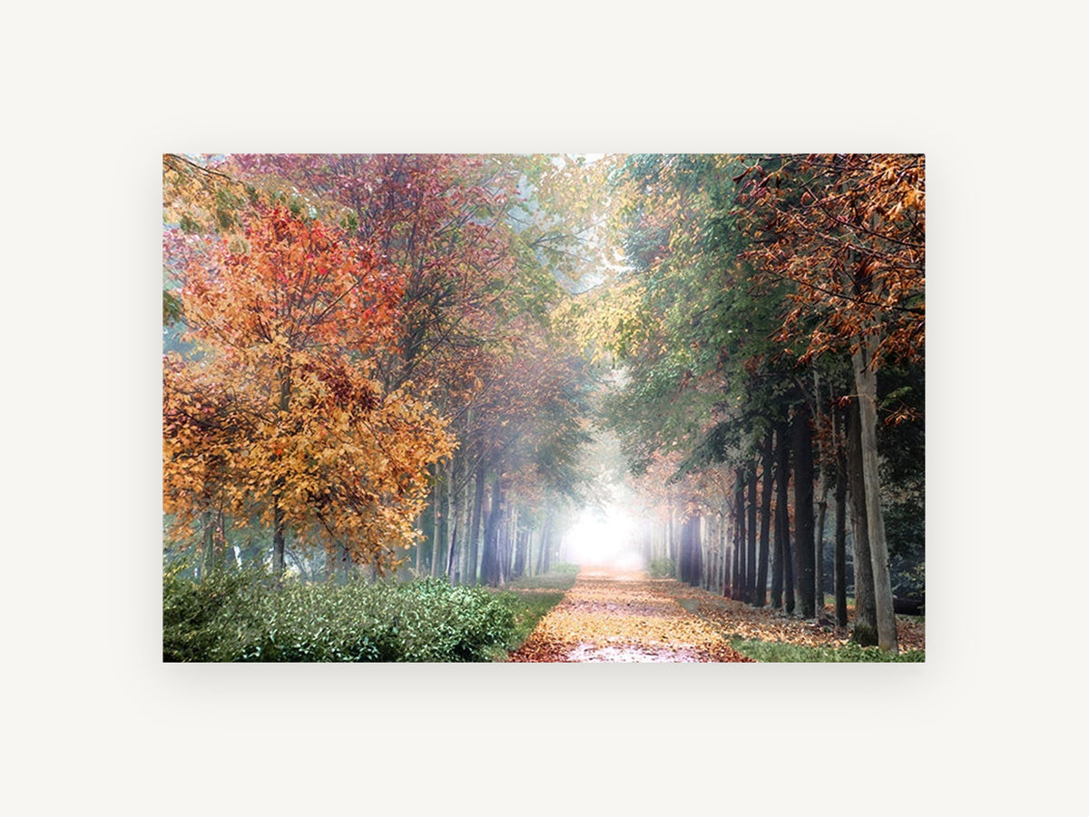 Autumn Lane Glow, misty autumn tree lined path photograph, landscape canvas wall art print, front view
