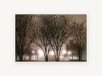Lamplit Winter Trees, foggy night trees photograph, landscape canvas wall art print, front view