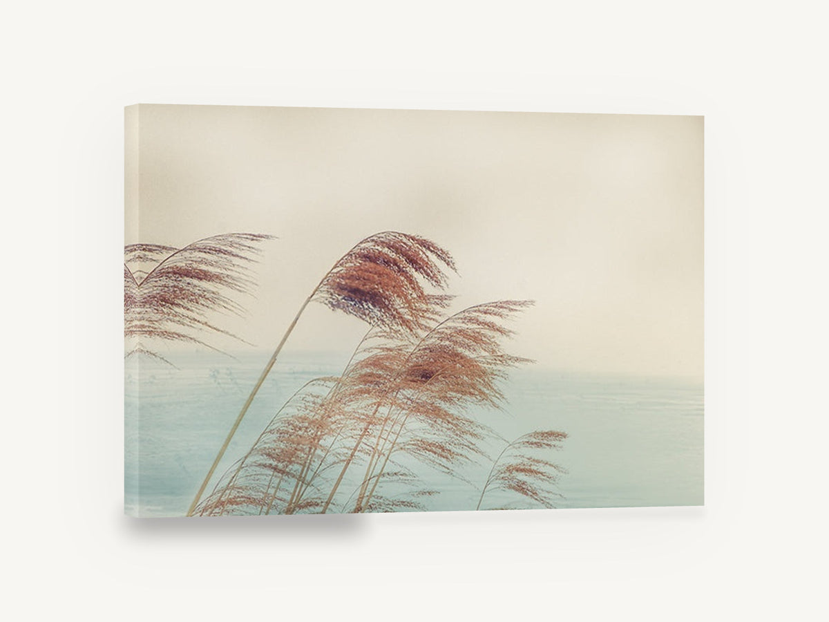 Reeds in the Breeze, windblown reed plumes coastal photograph, floral canvas wall art print ready to hang