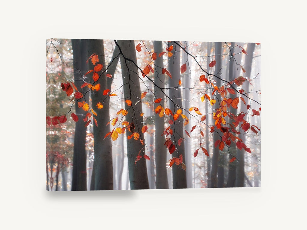 Copper Beech Mist, autumn beech forest mist photograph, landscape canvas wall art print ready to hang