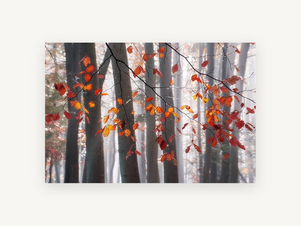 Copper Beech Mist, autumn beech forest mist photograph, landscape canvas wall art print, front view
