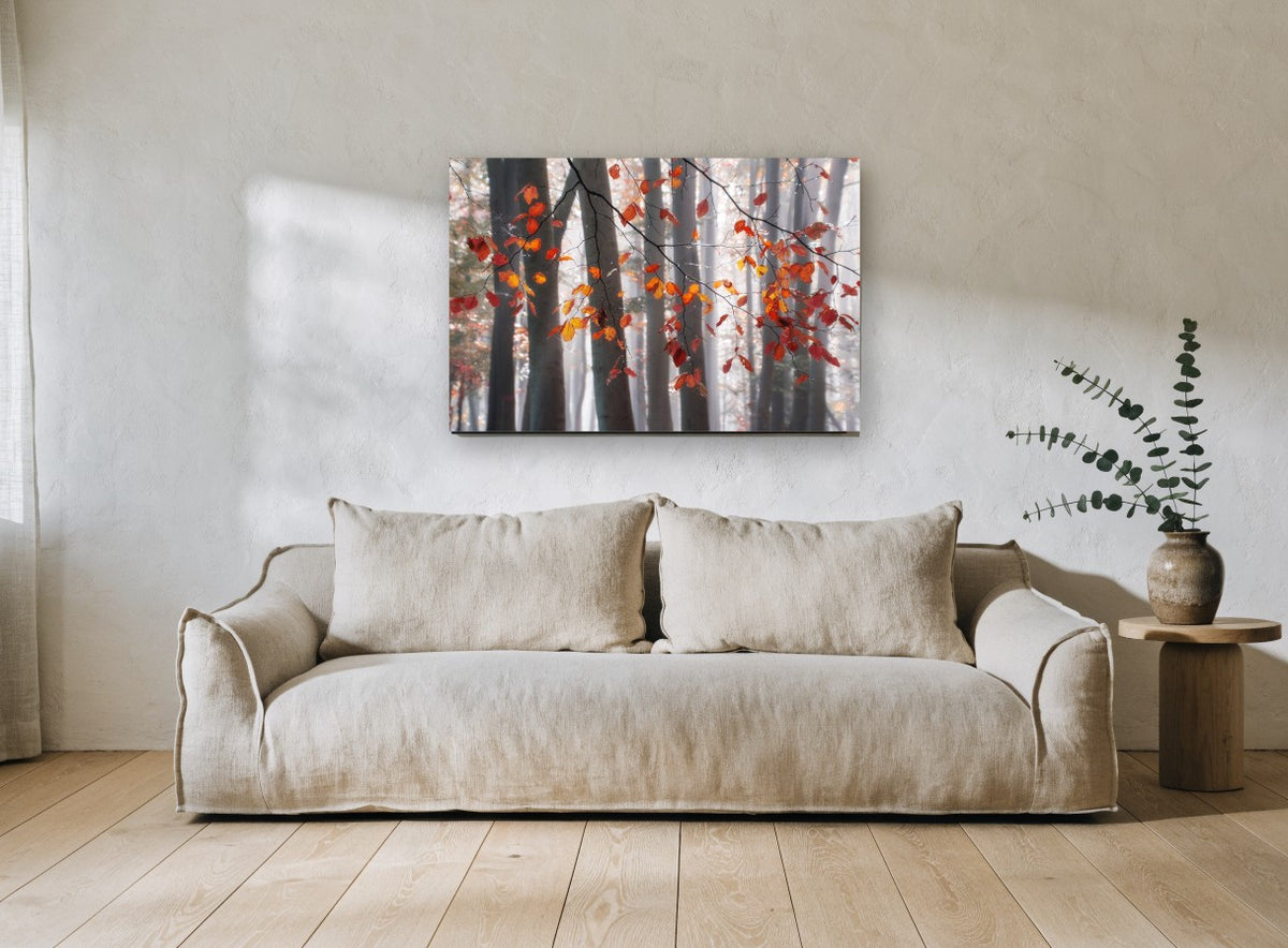 Copper Beech Mist landscape canvas print on the wall of a living room