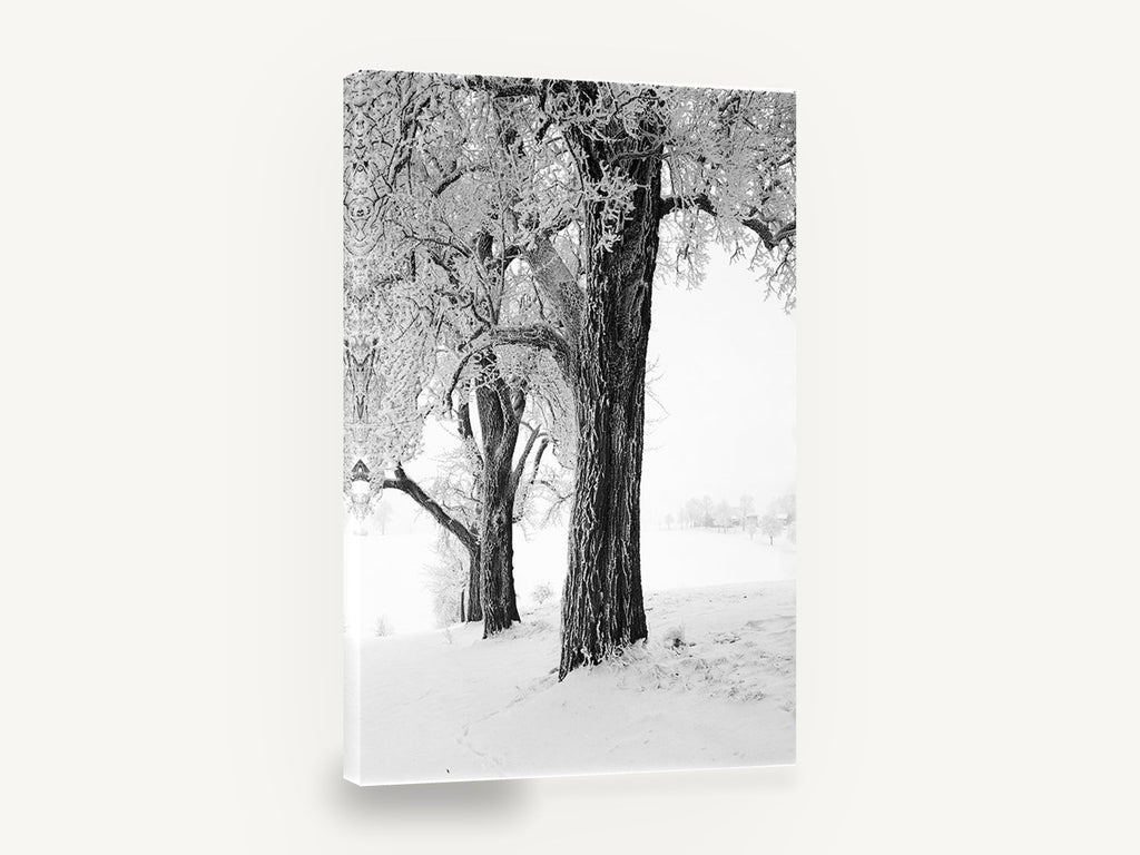 Hoarfrost Trees, frosted trees black and white photograph, floral canvas wall art print ready to hang