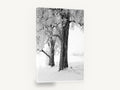 Hoarfrost Trees, frosted trees black and white photograph, floral canvas wall art print ready to hang