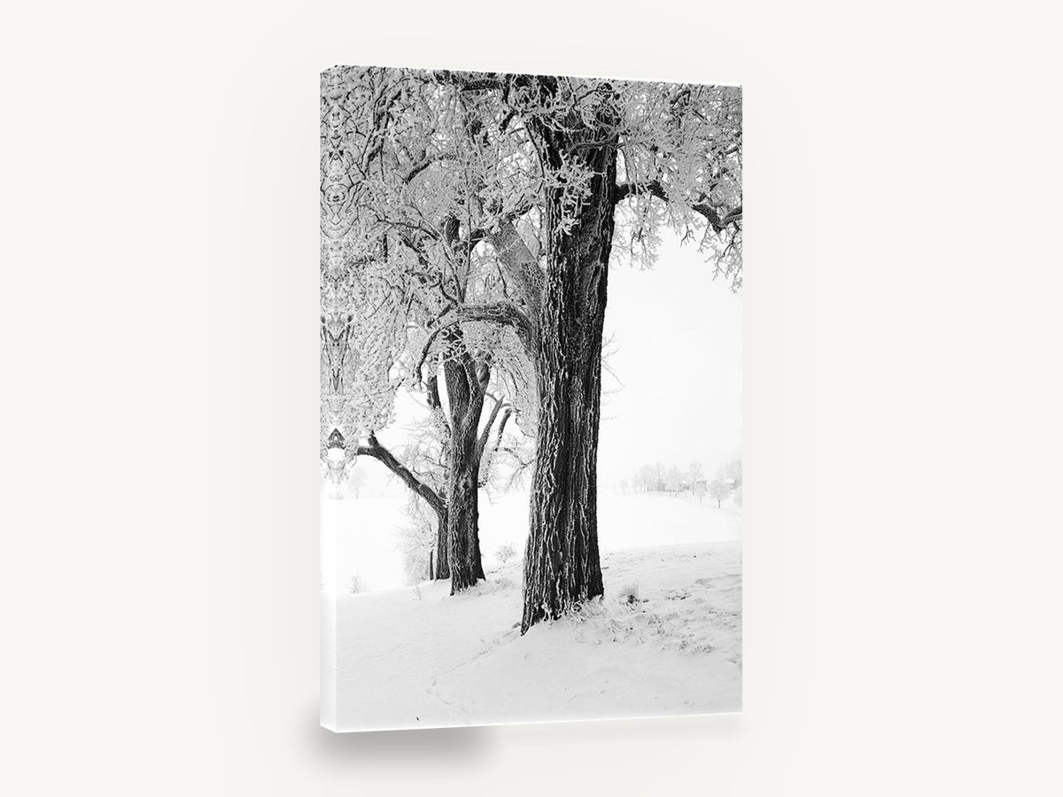 Hoarfrost Trees, frosted trees black and white photograph, floral canvas wall art print ready to hang