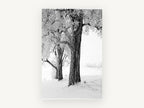 Hoarfrost Trees, floral canvas wall art print, front view