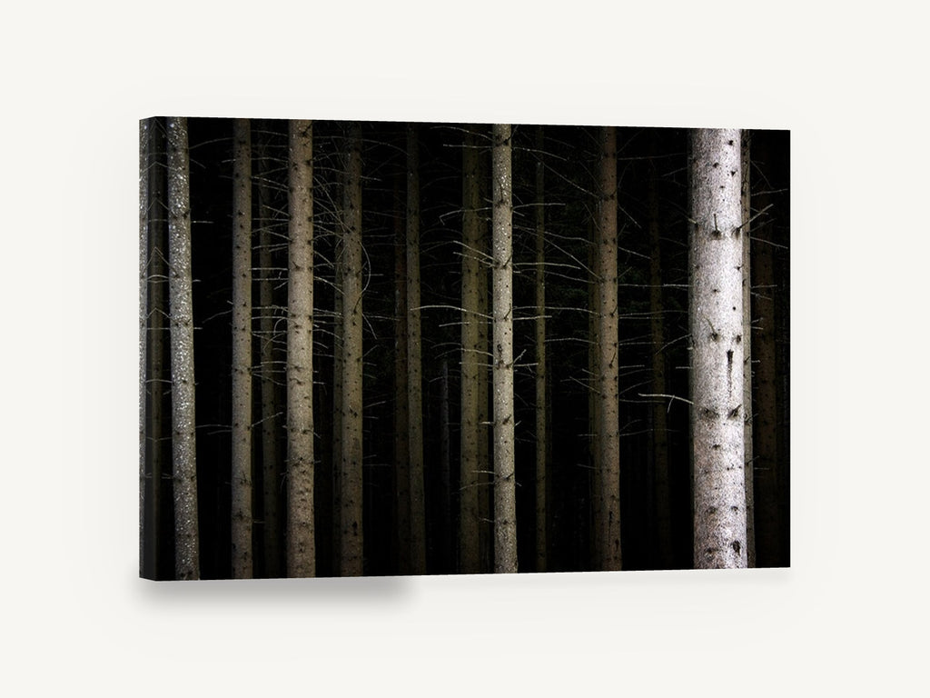 Dark Spruce Columns, dark forest tree trunks photograph, landscape canvas wall art print ready to hang
