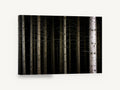 Dark Spruce Columns, dark forest tree trunks photograph, landscape canvas wall art print ready to hang