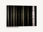 Dark Spruce Columns, dark forest tree trunks photograph, landscape canvas wall art print ready to hang