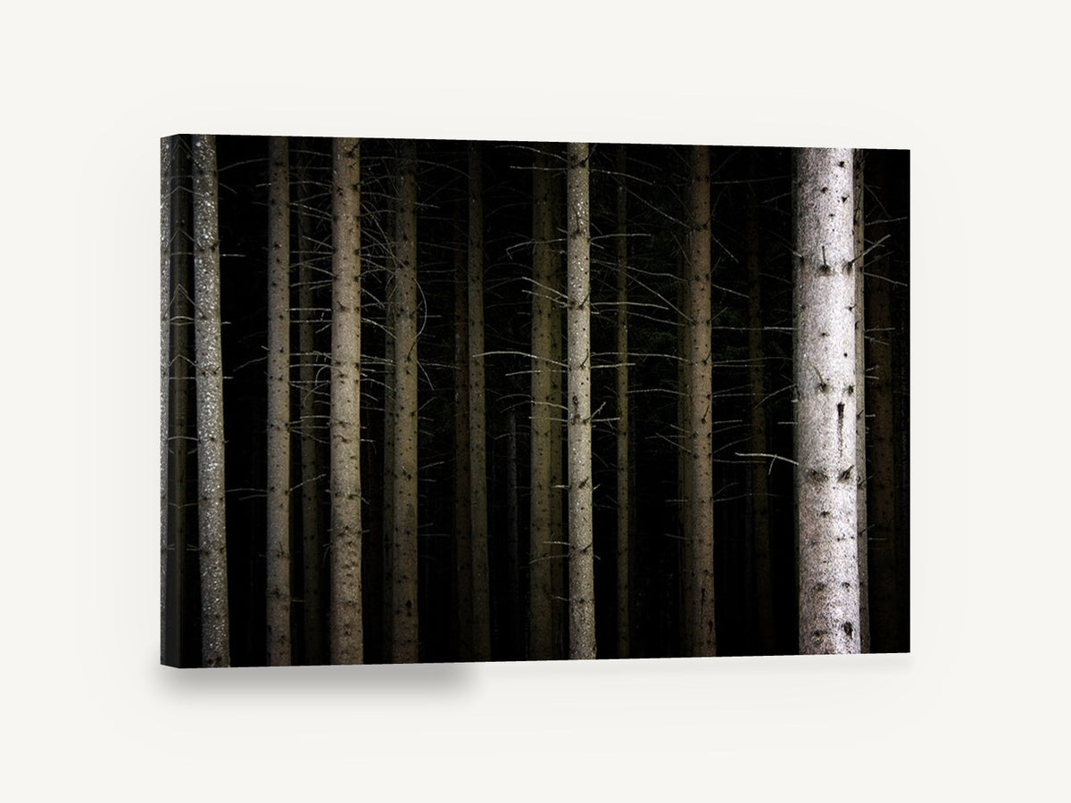 Dark Spruce Columns, dark forest tree trunks photograph, landscape canvas wall art print ready to hang