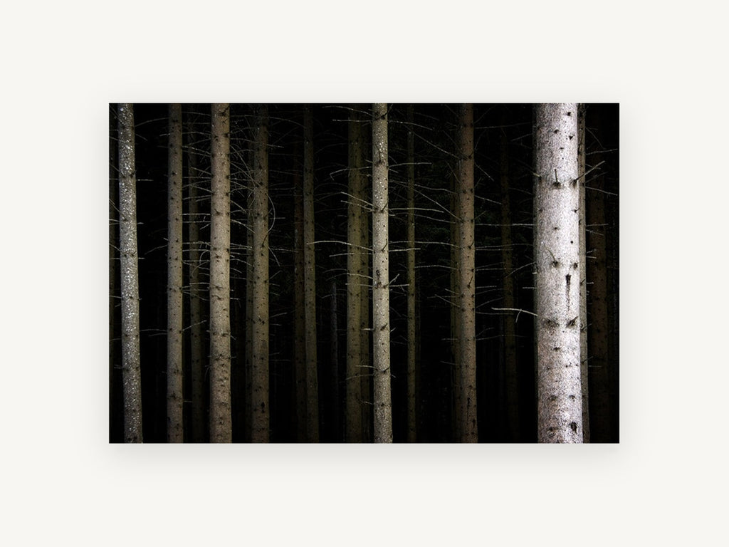 Dark Spruce Columns, dark forest tree trunks photograph, landscape canvas wall art print, front view