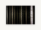 Dark Spruce Columns, dark forest tree trunks photograph, landscape canvas wall art print, front view