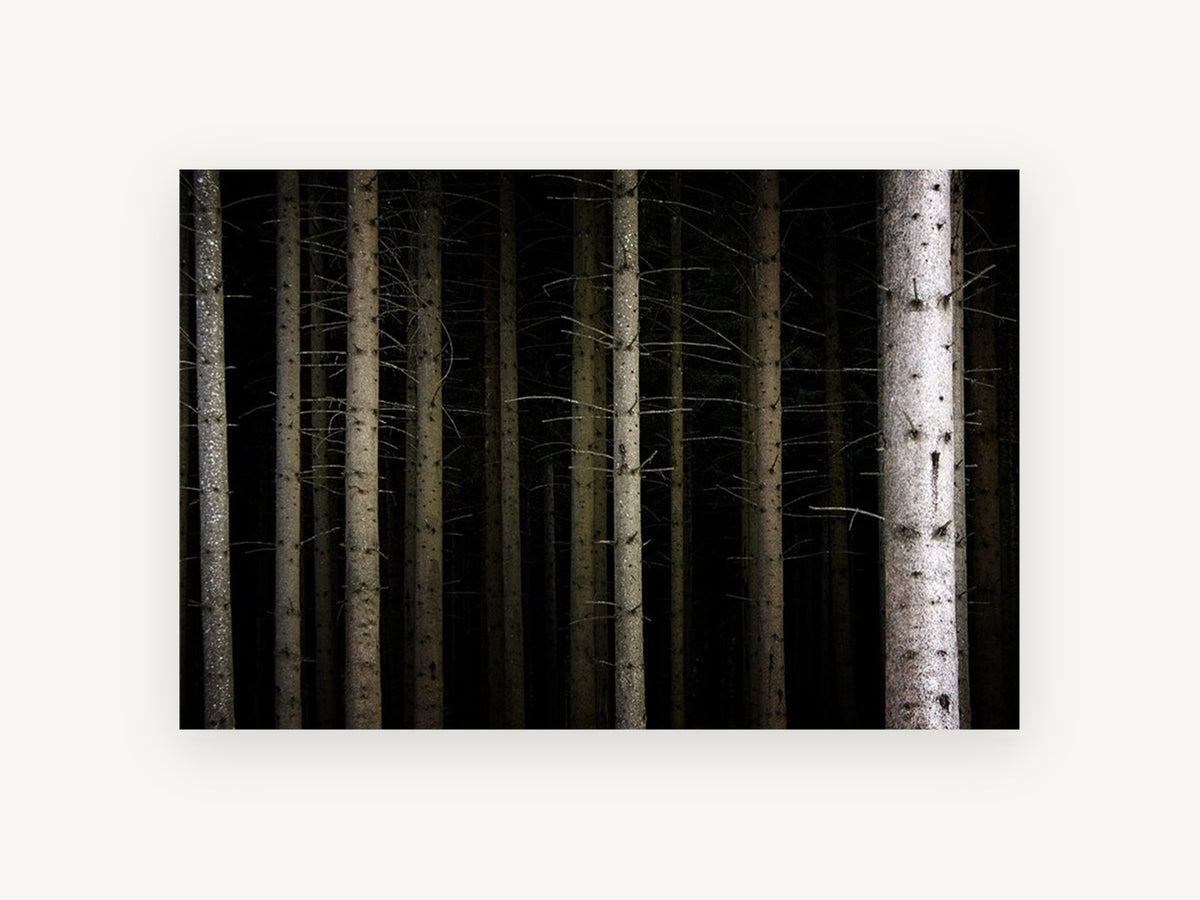 Dark Spruce Columns, dark forest tree trunks photograph, landscape canvas wall art print, front view