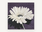 White Gerbera on Plum, floral canvas wall art print, front view