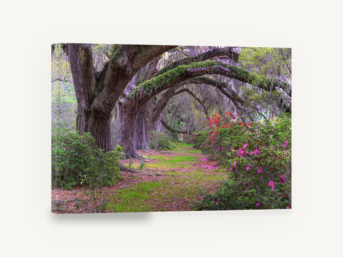 Azalea Oak Arch, oak tree arch azalea photograph, landscape canvas wall art print ready to hang