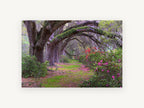 Azalea Oak Arch, oak tree arch azalea photograph, landscape canvas wall art print, front view