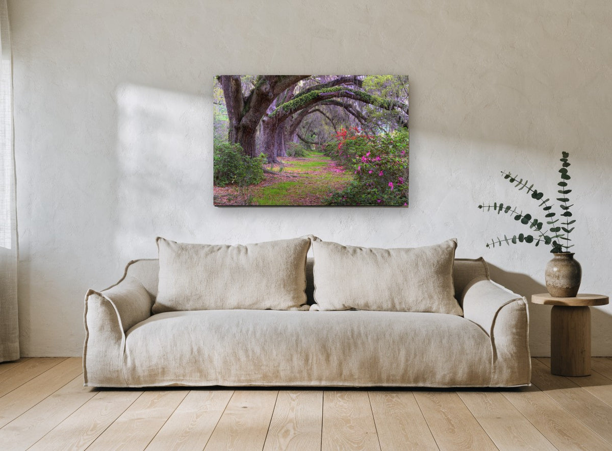 Azalea Oak Arch landscape canvas print on the wall of a living room