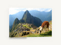Llama Above the Citadel, llama grazing above mountain ruins photograph, landscape canvas wall art print ready to hang
