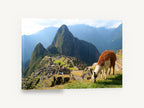 Llama Above the Citadel, llama grazing above mountain ruins photograph, landscape canvas wall art print ready to hang